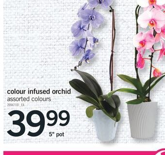 Fortinos Colour infused orchid, 5 pot offer