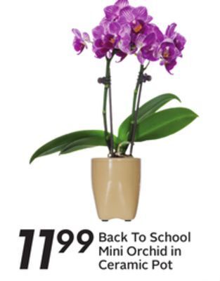 Sobeys Back to school mini orchid in ceramic pot offer