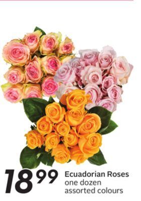 Sobeys Ecuadorian roses offer