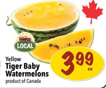 Farm Boy Yellow tiger baby watermelons offer