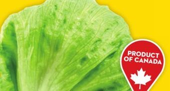 Giant Tiger Iceberg lettuce offer