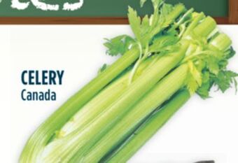 Marché Adonis Celery offer