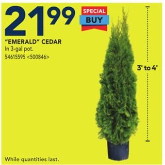RONA Emerald cedar offer