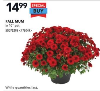 RONA Fall mum offer