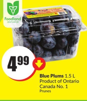 FreshCo Blue plums 1.5 l product of ontario canada no. 1 offer