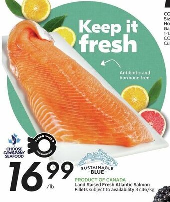 Sobeys Land Raised Fresh Atlantic Salmon Fillets offer