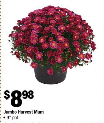 Home Depot Jumbo harvest mum offer