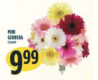 Marché Adonis Mini gerbera offer