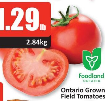 Starsky Ontario grown field tomatoes offer
