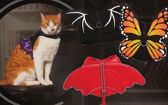 Petsmart Thrills & chills™ costume harnesses offer