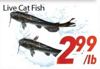 Bestco Food Mart Live Cat Fish offer