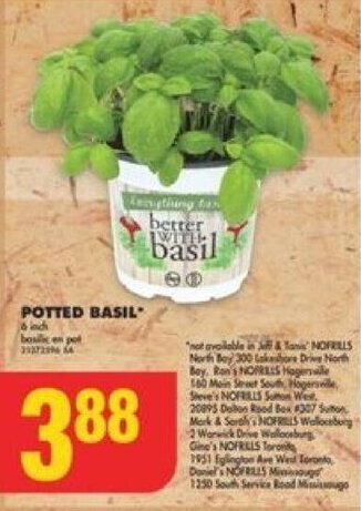 No Frills POTTED BASIL offer