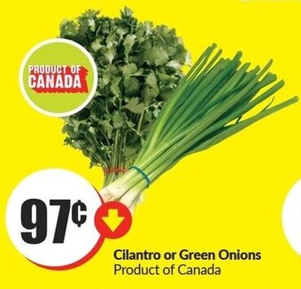 FreshCo Cilantro or Green Onions offer