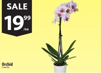 Co-op Orchid offer