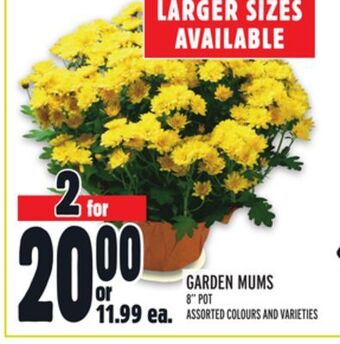 Metro Garden mums offer