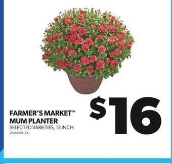 Real Canadian Superstore Farmer's market mum planter, 13 inch offer