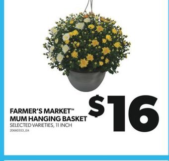 Real Canadian Superstore Farmer's market mum hanging basket, 11 inch offer