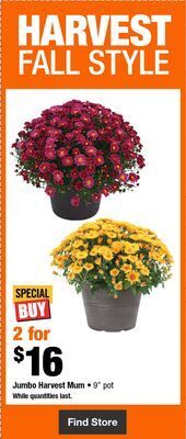 Home Depot Jumbo harvest mum offer