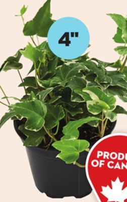 Giant Tiger 4 tropical plant offer