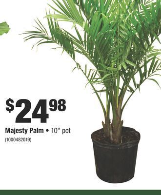 Home Depot Majesty palm offer