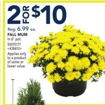 RONA Fall mum offer