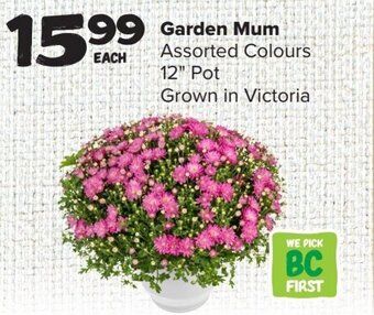 Garden Mum