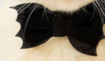 Petvalu Bailey & bella celebrates bat bowtie offer