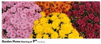 Sheridan Nurseries Garden mums offer