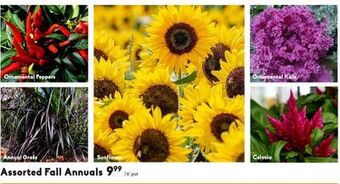 Assorted fall annuals
