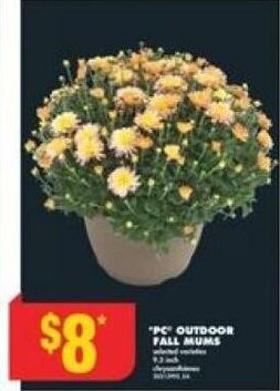 No Frills PC OUTDOOR FALL MUMS offer
