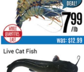 Nations Fresh Foods Live cat fish offer