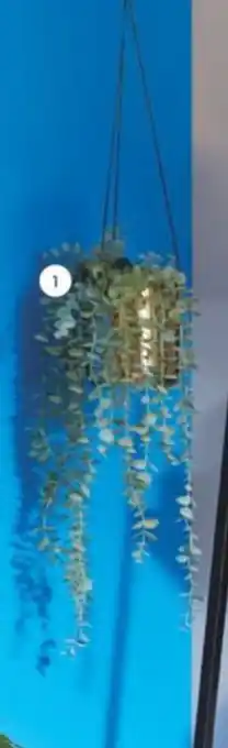 Real Canadian Superstore Hanging Gold Planter offer