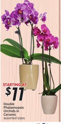 Sobeys Double phalaenopsis orchids in ceramic offer