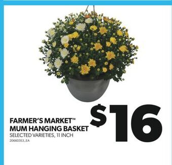 Real Canadian Superstore Farmer's market mum hanging basket, 11 inch offer