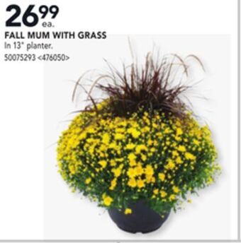 RONA Fall mum with grass offer