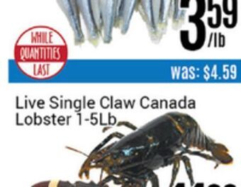 Nations Fresh Foods Live single claw canada lobster offer