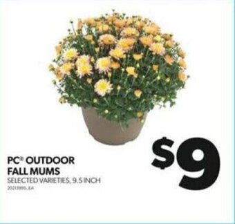 Real Canadian Superstore PC OUTDOOR FALL MUMS 9.5 INCH offer