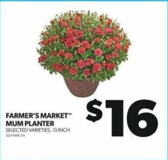 Real Canadian Superstore FARMER'S MARKET MUM PLANTER 13 INCH offer