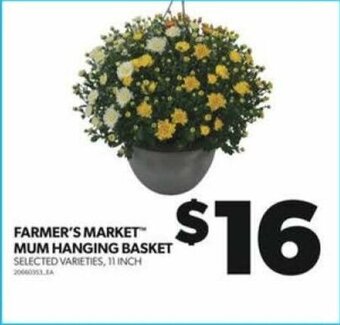 Real Canadian Superstore FARMER'S MARKET MUM HANGING BASKET 11 INCH offer