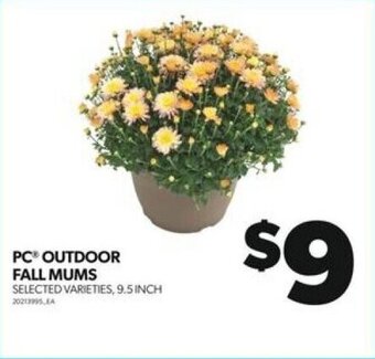 Real Canadian Superstore PC OUTDOOR FALL MUMS offer