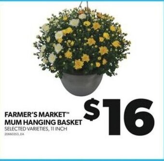 Real Canadian Superstore FARMER'S MARKET MUM HANGING BASKET offer