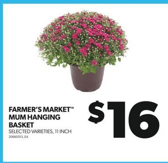 Real Canadian Superstore Farmer's market mum hanging basket, 11 inch offer