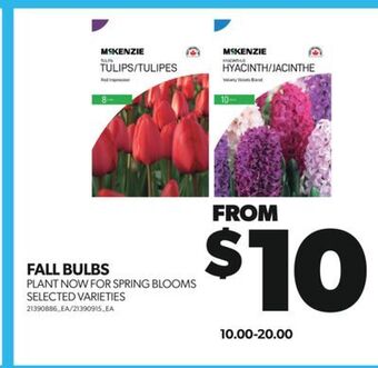 Real Canadian Superstore Fall bulbs offer