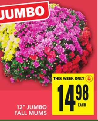 Food Basics 12 jumbo fall mums offer