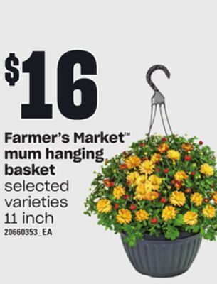 Independent Grocer Farmer's market mum hanging basket, 11 inch offer