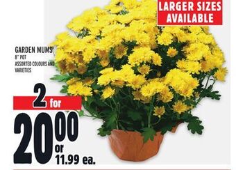 Metro Garden mums offer