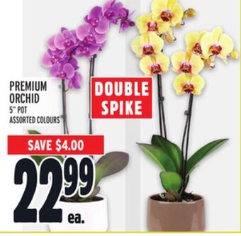Metro Premium orchid offer