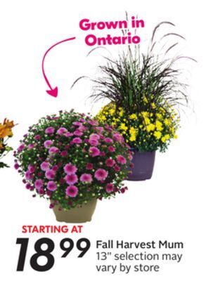 Sobeys Fall harvest mum offer