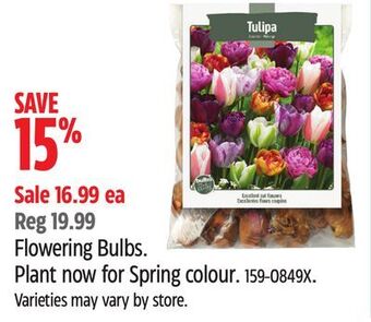 Canadian Tire Bulbs are easy flowering bulbs offer