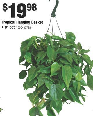 Home Depot Tropical hanging basket offer
